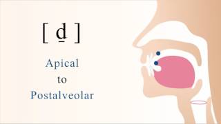 d̠  voiced unaspirated apical postalveolar stop [upl. by Feld]