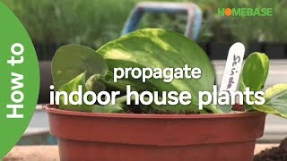 How To Propagate Indoor House Plants  Indoor Plants  Homebase [upl. by Phillip531]