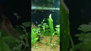 New panted tank video aquarium fish [upl. by Ednargel]