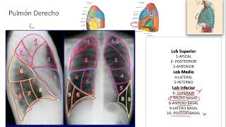 Segmentación Pulmonar [upl. by Ahtnamas]