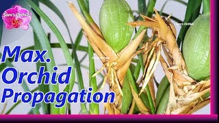 How to propagate Maxillaria tenuifolia orchid [upl. by Adila787]