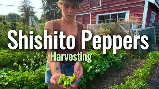 How To Harvest Shishito Peppers 🌶️ [upl. by Hirsch]