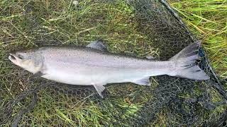 Northwest Scotland Spate River Salmon Fishing August 2023 [upl. by Hanako421]