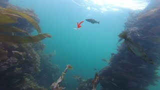 Unterwasserwelt Norwegen  Live Bisse  Fischschwärme  Dorsch  Pollack  Köhler  Lippfische [upl. by Goldarina]