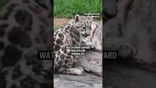 Watch snow leopard cubs explore Virginia zoo [upl. by Faustena]