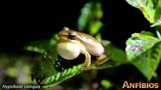 Hypsiboas caingua Rio Claro Farm Maffei and Ubaid 2014 [upl. by Sammie]