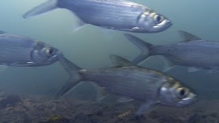 Native Fish Tarpon or Oxeye Herring Megalops cyprinoides Finniss River Northern Territory [upl. by Naujuj152]