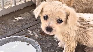 My dog rescued 3 stray tiny puppies from a ditch and found them loving homes [upl. by Attaynek]