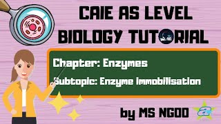 BIO Enzyme Immobilisation  Difference with Free Enzyme in Solution [upl. by Eux949]