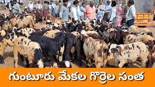 GUNTUR SHEEP GOATS MARKET BIGGEST 13 5 2022 [upl. by Clemence]