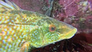 Scuba diving near Kristiansand Norway  Diving with One Ocean Dive Resort  Monkfish  Breiflabb [upl. by Ayimat]