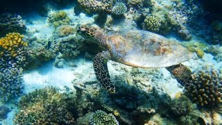 Dusit Thani Maldives Snorkeling October 2013 maldives🏝️snorkeling🤿モルディブ🐠シュノーケリング🦑 [upl. by Trebron409]