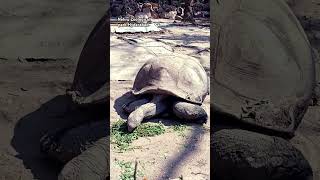 Turtle 🐢 Nehru Zoological park Hyderabad zooparkhyderabad [upl. by Anihpled]