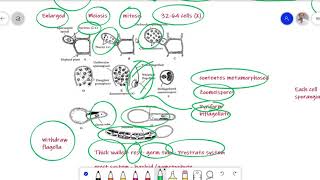 Ectocarpus Algae Lecture for BS Botany Zoology Chemistry [upl. by Eatnad]