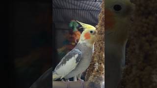 Cockatiel vsMillet🧐Excuse Me Pls Millet🍬Else Ill Have To Jump🥹❤️👍 shorts [upl. by Nwaf]