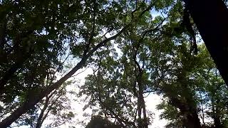 The trees at Magsaysay Park Davao City [upl. by Cyrilla889]