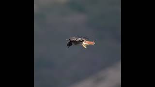 Redtailed hawk stilling in the wind at Hawk Hill [upl. by Malvino]