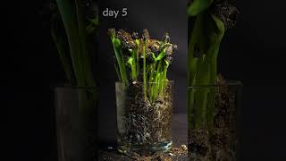 7 Days Sunflower Seeds Growing Time Lapse [upl. by Atileda]