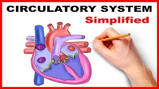 Circulatory System Physiology Heart Simplified [upl. by Uball145]