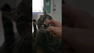 cat chewing noises catshorts biteyboy tabbycat [upl. by Kellene486]