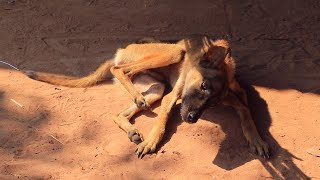 POOR DOG Disable By Disease Feeding Foods In Village At rural Area [upl. by Dominik728]