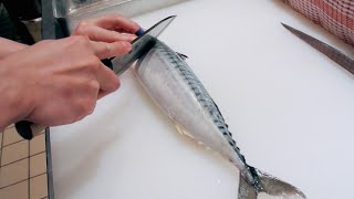 GRAPHIC  How to fillet a fish  Mackerel  Japanese technique  サバのさばき方 [upl. by Terrijo]