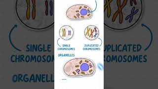 GCSE Biology  Mitosis amp The Cell Cycle in 60 Seconds [upl. by Ayekel]