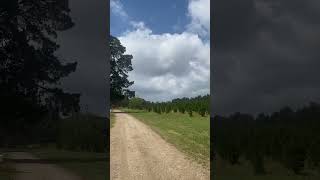 Christmas tree farm in australia [upl. by Oberheim259]