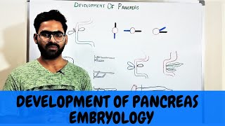 PANCREAS DEVELOPMENT EMBRYOLOGY  GIT EMBRYOLOGY 6 [upl. by Inattyrb]