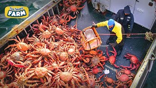 AMAZING King Crab Catching  Discover The Fishing of Tons of Alaskan Red King Crab [upl. by Maag696]