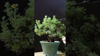 Summer Pruning Potentilla bonsai [upl. by High934]