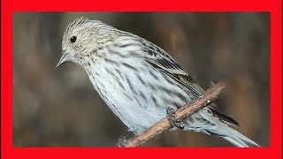 Pine Siskin Song Pine Siskin Call Pine Siskin Sound Pine Siskin Singing Pine Siskin Calling [upl. by Rafaelia935]