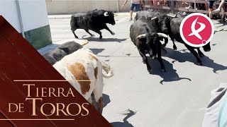 Los de Carmen Valiente cierran las fiestas en Moraleja  Tierra de Toros [upl. by Esikram]