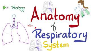 Anatomy of the Respiratory System  An Overview  Biology Anatomy and Physiology [upl. by Trocki]