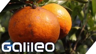 Wie kommt die Mandarine in die Dose  Galileo  ProSieben [upl. by Aihsenor]