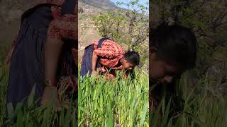 cutting grass in the village village short nepalirurallife [upl. by Nareik]