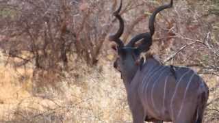 Ndhovu Safari Lodge  Namibia  Caprivi  ResDestcom [upl. by Woothen]