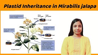 plastid inheritance in mirabilis jalapa  detailed notes   plastid inheritance in plants [upl. by Ynnig228]