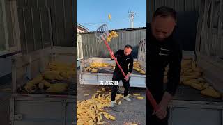 Cron lodding on loder youtubeshorts agriculturetools farmmachin subscribe [upl. by Aalst]