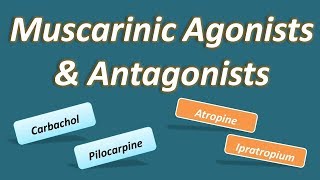 Muscarinic agonists and antagonists [upl. by Andras]