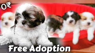 Lhasa apso for free adoption  Free Home delivery all over India 2023 [upl. by Nyloj]