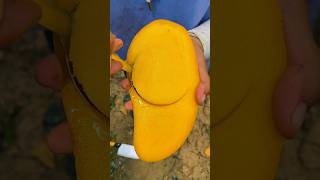 Mango fruits video 🥭🥭 Amazing Mango Fruits shorts mango youtubeshorts [upl. by Salkcin]