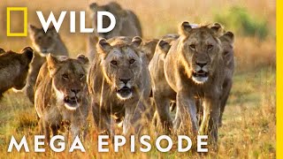 Worlds Deadliest MEGA EPISODE  Season 1 Full Episodes  Nat Geo Wild [upl. by O'Meara]