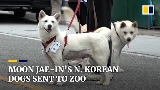 North Korean dogs gifted to Moon Jaein resettled in South Korean zoo [upl. by Ydnys633]