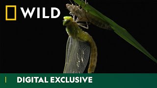 From Nymph to Wings The Dragonfly Life Cycle  Asia’s Weirdest  National Geographic Wild UK [upl. by Theron]