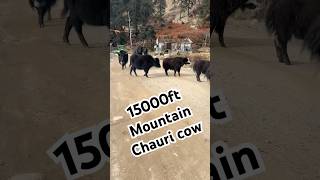 new Nepali song nature cow travel roadtrip nepalisong youtubeshorts animals [upl. by Anerol]