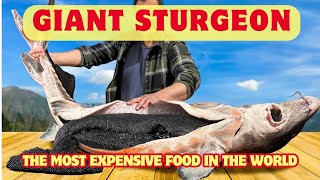 How Sturgeon Caviar is Farmed and Processed [upl. by Arimay]