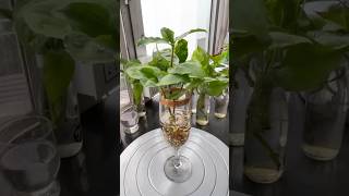 Indoor Plants Grow amp Decor In Water waterplants diy houseplants plantsdecor homeplant [upl. by Oirotciv]