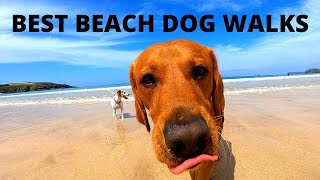 BEST BEACHES UK DOG FRIENDLY  Dorset Cornwall Mudeford Studland Harlyn Constantine Treyarnon [upl. by Alegnave752]