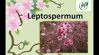 Leptospermum  Vivero Marra [upl. by Harberd358]